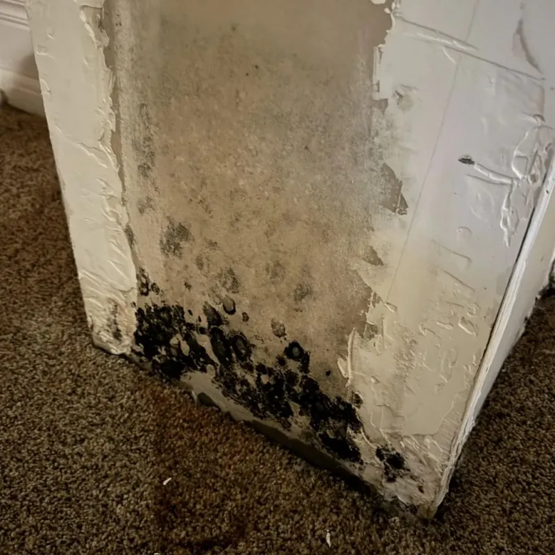 Professional Mold Removal in Clark County, OH